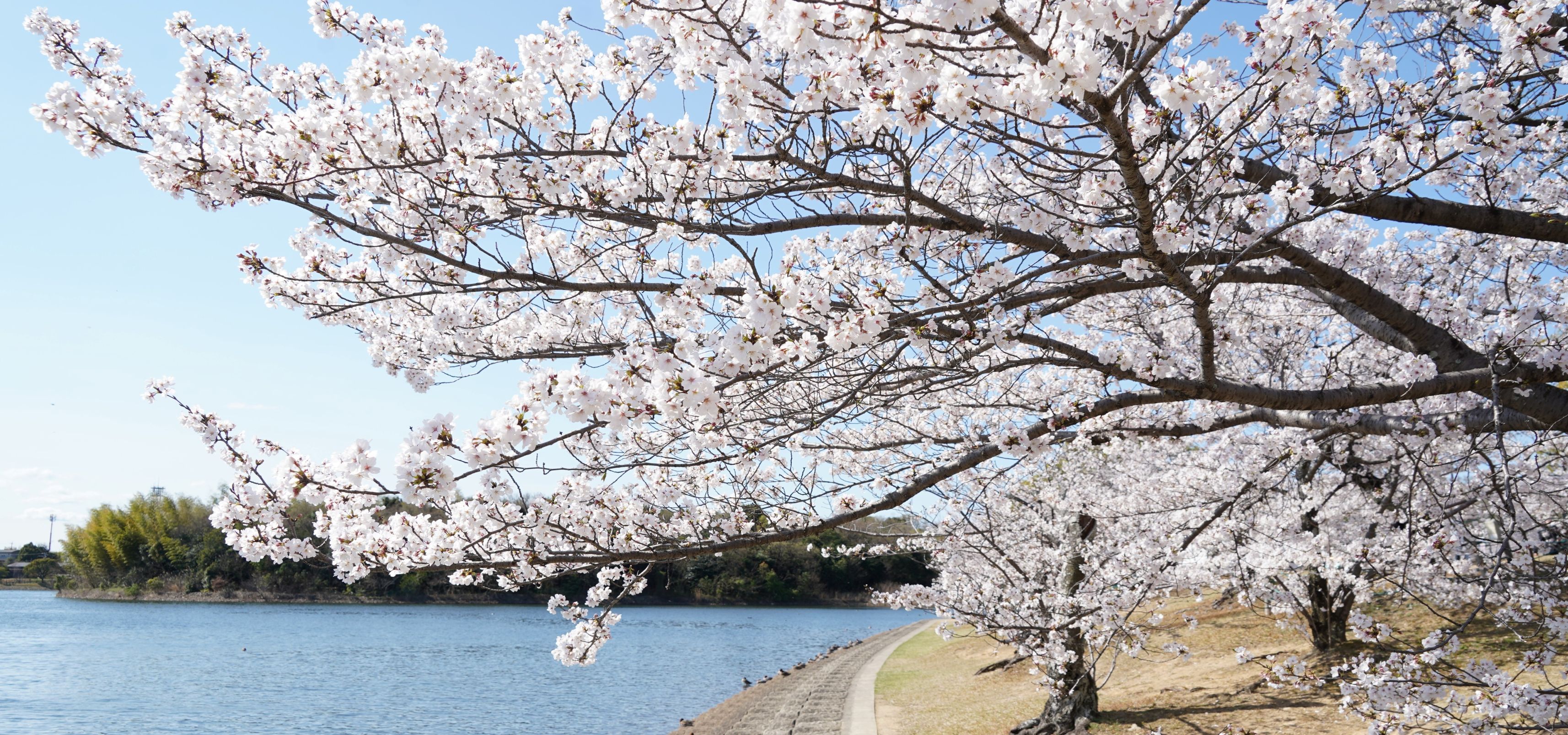 洲原公園桜まつり