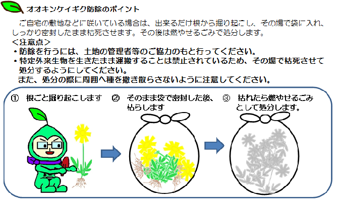 オオキンケイギク防除の方法　1　根ごと掘り起こす　2　袋で密閉し枯らす　3　燃やせるゴミで処分