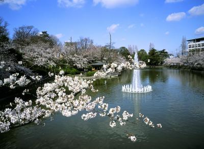 写真:桜