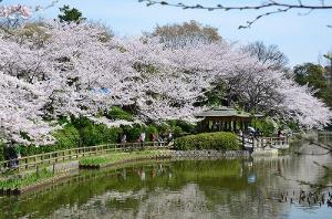 亀城公園の写真2