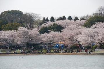 写真：桜（洲原公園）