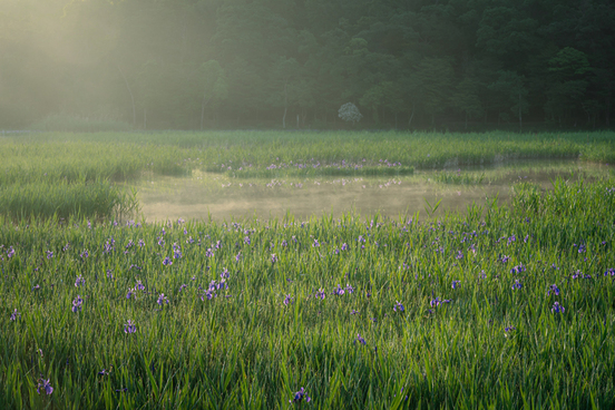 朝の霧が立ち込める小堤西池のカキツバタの写真