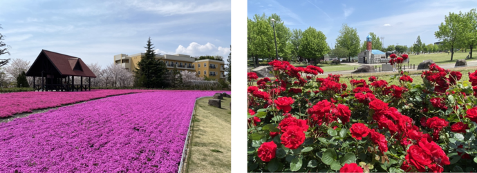 開花の様子