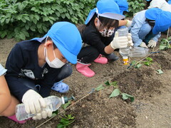 写真：苗植えの様子