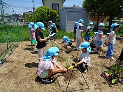 写真　野菜の苗植え