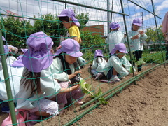 写真 野菜の苗植え