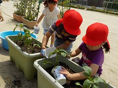 写真 野菜の世話