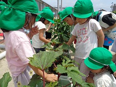 写真　野菜を収穫している様子