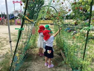 写真：年少児　フウセンカズラの種をとる様子