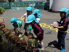 写真：苗植えの様子