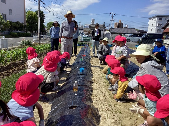 写真：さつまいもの苗さしをしています