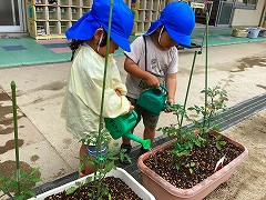 写真:年少児 トマトみずやり