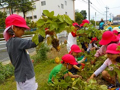 写真:年長児 じゃがいも