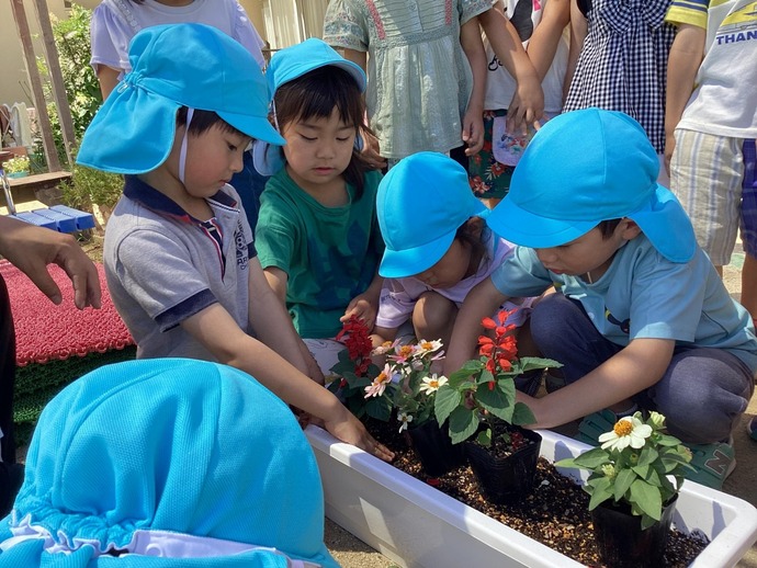 写真：年長児　アジアパラリンピック大会の花を植えています