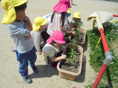 写真：4歳児夏野菜を植える様子