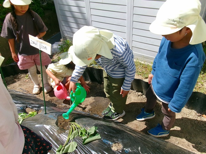 写真:4歳児夏野菜を植える様子