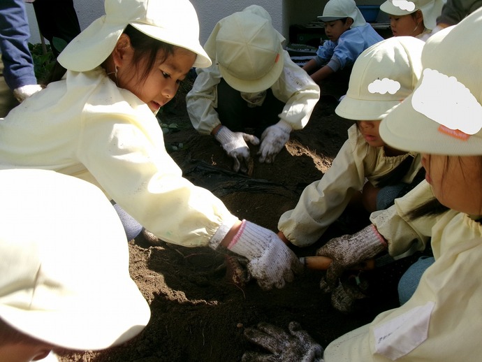 写真：年長児の様子　サツマイモ掘り