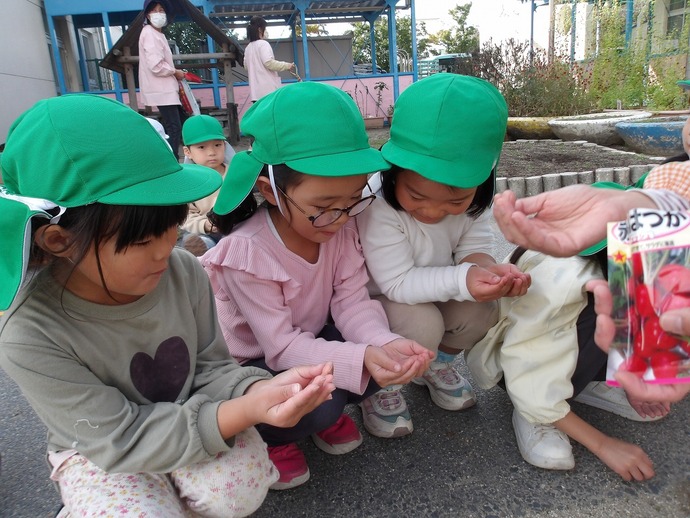 写真：年中児　たねまきの様子