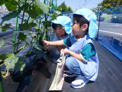 写真：夏野菜