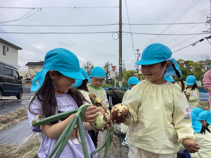 写真:　年長　玉ねぎの収穫