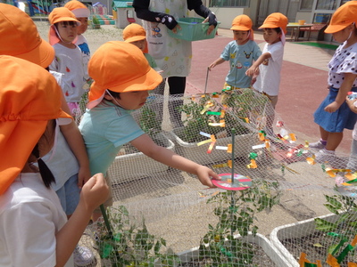 写真:年中児 雛人形を作っているところ