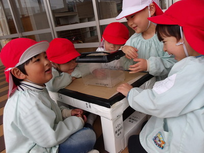 写真：年少児asagao
