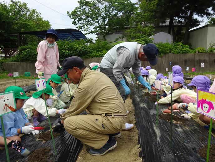 写真：さつまいも苗植えのようす
