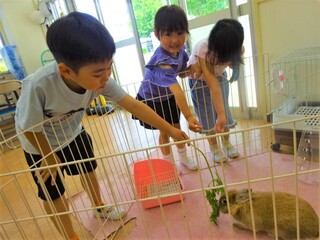 写真：うさぎのお世話のようす