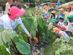 写真：年中児　畑で里芋を収穫する様子