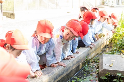 写真：年少児　秋の遠足でメダカを見る様子