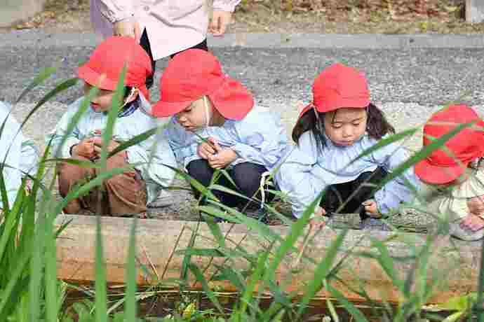 写真:年少児 秋の遠足でメダカを見る様子