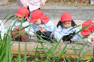写真：年少児　秋の遠足でメダカを見る様子