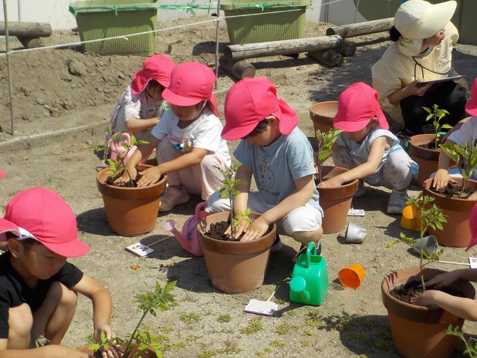 写真:年長児 夏野菜を植える様子