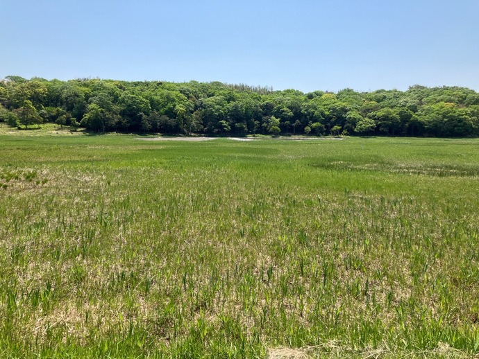 カキツバタ開花状況