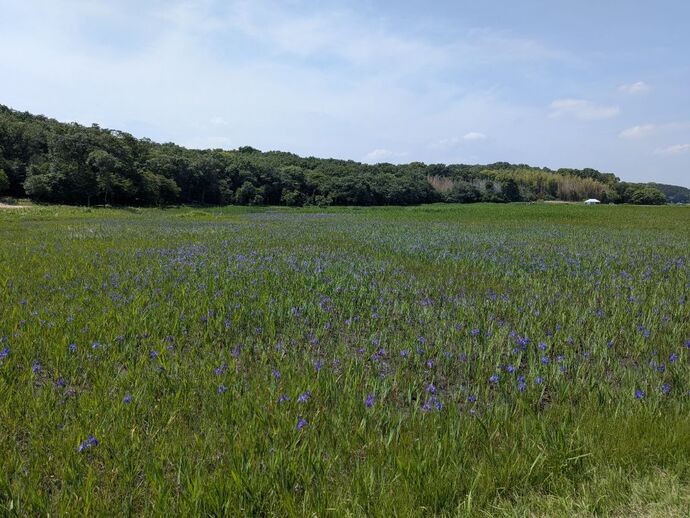 カキツバタ開花状況写真