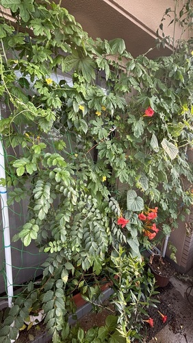 写真：アパマン賞1