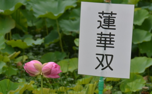 写真：蓮華（蓮華双）