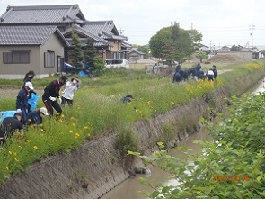 写真：オオキンケイギク駆除