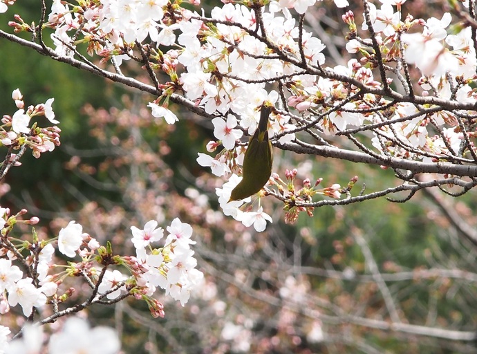 メジロ 亀城公園
