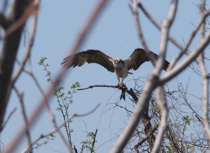 獲物を捕獲する鳥