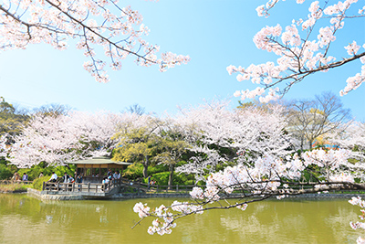 亀城公園の桜の写真