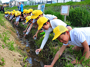 ホタルを放流する小学生の写真