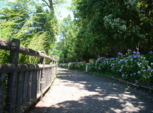 散歩道の写真