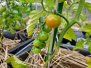 写真：野菜
